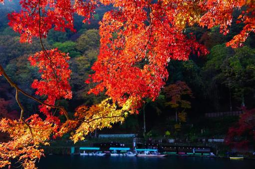京都 嵐山の紅葉 京都 嵐山の紅葉 紅葉,もみじ,モミジの写真素材