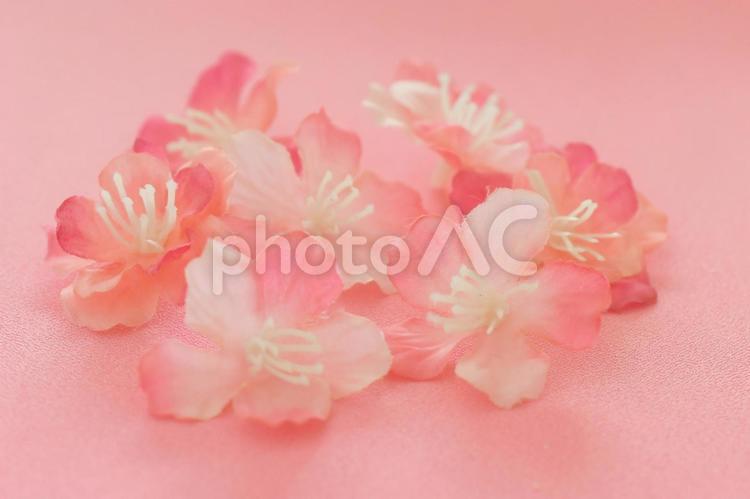 桜の花のフレーム 桜,さくら,フレームの写真素材