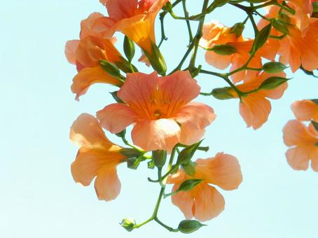 【花の写真】ノウゼンカズラ(凌霄花) 【花の写真】ノウゼンカズラ(凌霄花)の写真