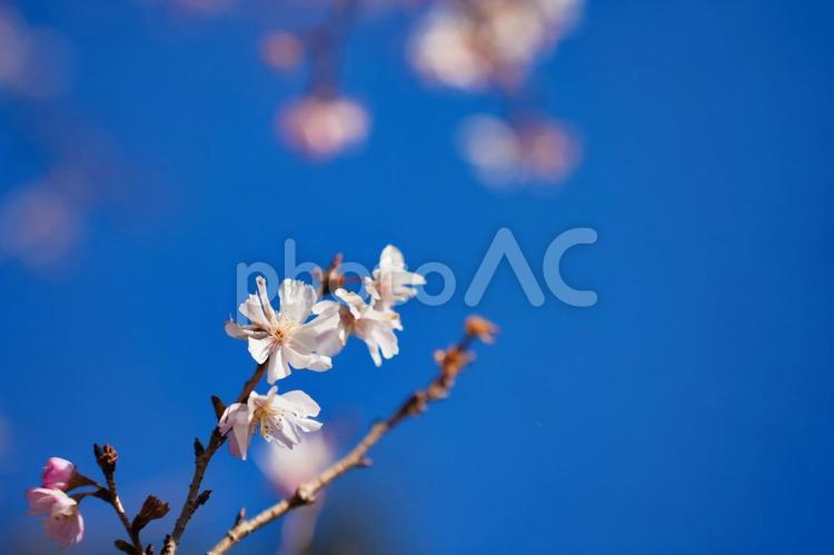 青空に映える十月桜 十月桜,ジュウガツザクラ,御会式桜の写真素材