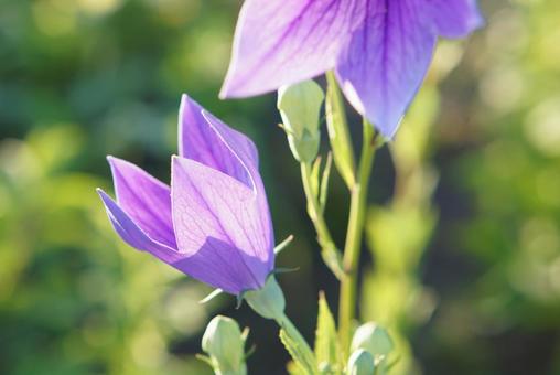 儚い桔梗の花② 儚い桔梗の花②の写真