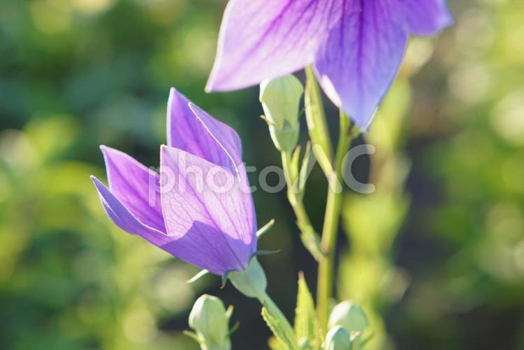 儚い桔梗の花② 桔梗,花,儚いの写真素材
