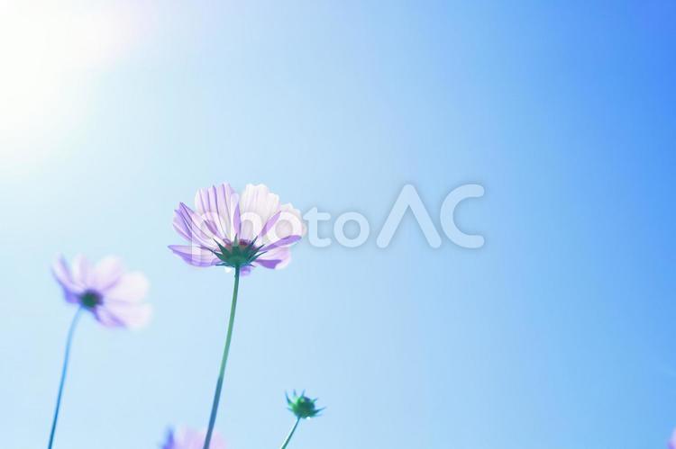 上を向いて咲くコスモス コスモス,秋桜,青空の写真素材