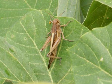 【昆虫写真】ツチイナゴ（土蝗）の写真