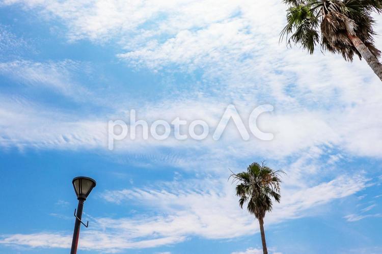海辺のヤシの木と青空 ヤシ,空,夏の写真素材