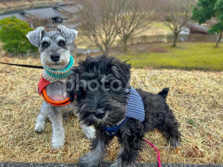 なかよし兄弟のわんこ ミニチュアシュナウザー,犬,小型犬の写真素材