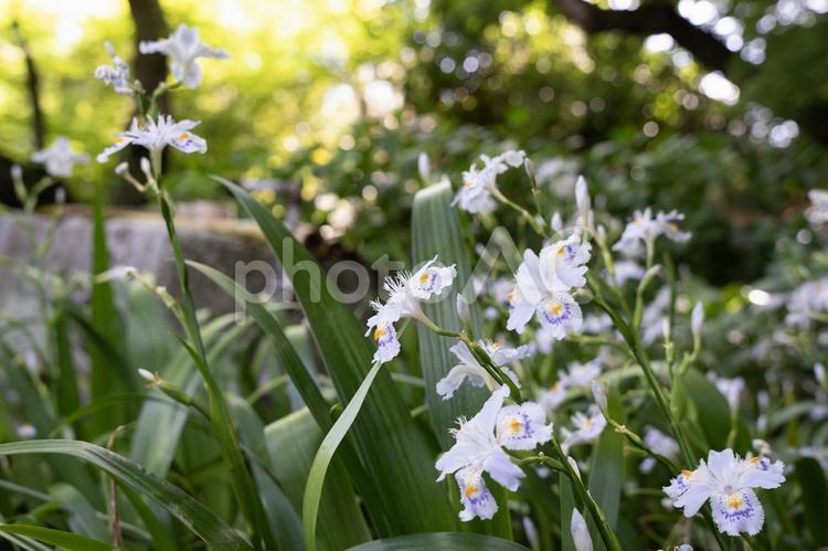 舎那院に咲くシャガの花 シャガ,アヤメ科,滋賀県の写真素材