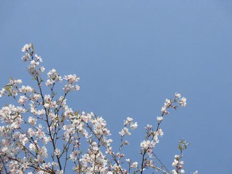 葉桜⑤ 葉桜⑤ 桜,葉桜,ボタニカルの写真素材
