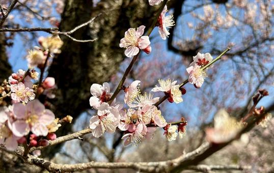 梅と蜂 梅と蜂の写真