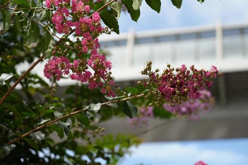 華やかな百日紅 華やかな百日紅 百日紅,花,ピンクの写真素材