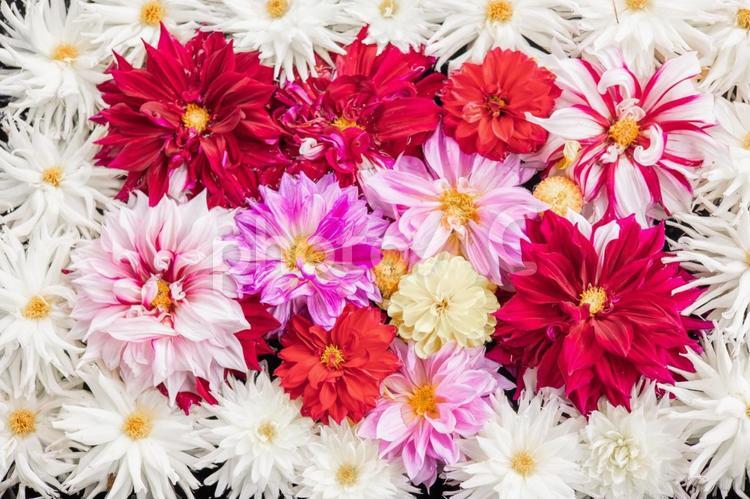 白と赤の花手水 鮮やか,花,白い花の写真素材
