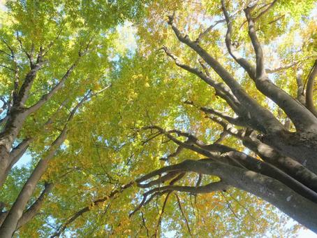 秋の大ケヤキを見上げる 欅,けやき,大木の写真素材