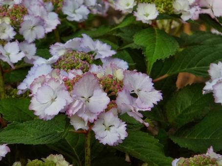 あじさいの写真