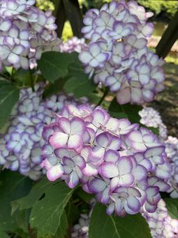Japane Mikako (Hydrangea macrophylla), hydrangea, japanu mikako, white background, JPG