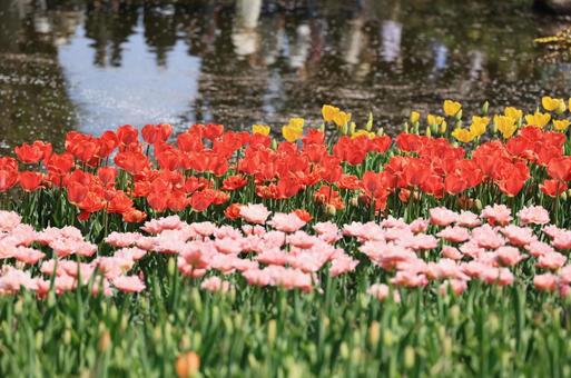 綺麗な花々 綺麗な花々の写真