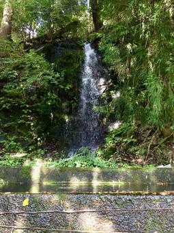 木漏れ日が差し込む、森の小さな滝 滝,小さな滝,森の写真素材