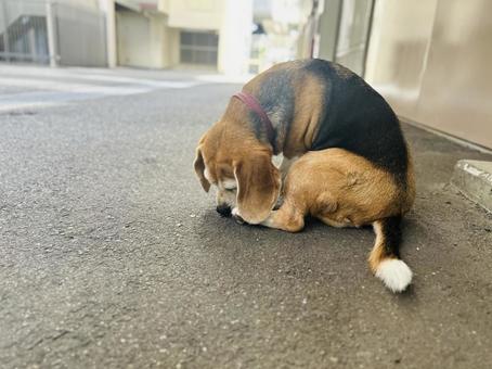 地面をにおう散歩中のビーグル犬 地面をにおう散歩中のビーグル犬 ビーグル,犬,散歩の写真素材