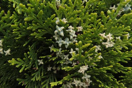 コノテガシワの花、または球果 コノテガシワの花、または球果の写真