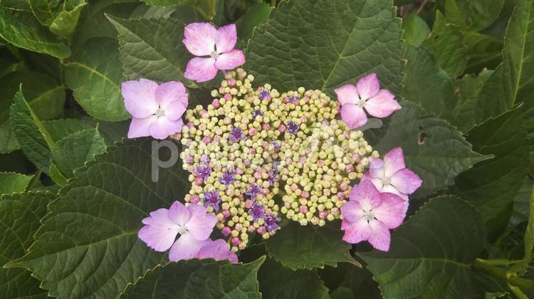 ピンクの可愛いガクアジサイ 額アジサイ,額紫陽花,ピンクの写真素材