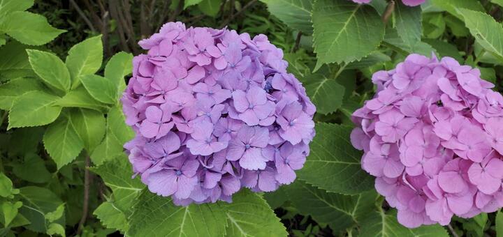 紫陽花 紫陽花,桃色,自然の写真素材