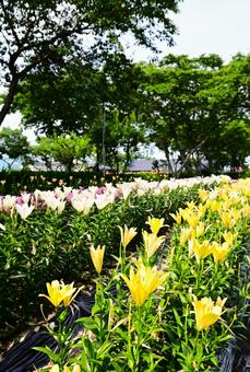 色鮮やかな満開のゆり園 色鮮やかな満開のゆり園 ゆり,ユリ,百合の写真素材