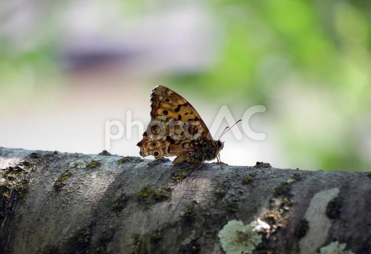 樹木にとまるサトキマダラヒカゲ 蝶,サトキマダラヒカゲ,昆虫の写真素材