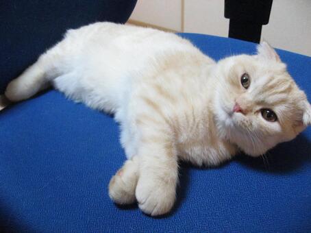 寝転び見つめる子猫 寝転ぶ,見る,猫の写真素材