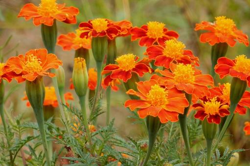 【花の写真】マリーゴールドの写真