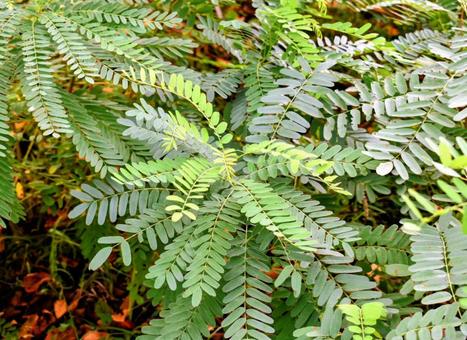 マメ科の植物 マメ科の植物の写真
