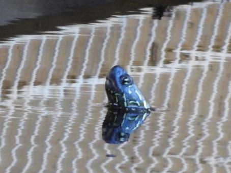 排水口の前の水面に頭を出す亀 排水口の前の水面に頭を出す亀の写真