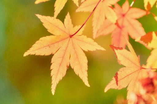 黄緑背景オレンジ色に色づくもみじの葉紅葉 黄緑背景オレンジ色に色づくもみじの葉紅葉 モミジ,紅葉,カエデの写真素材