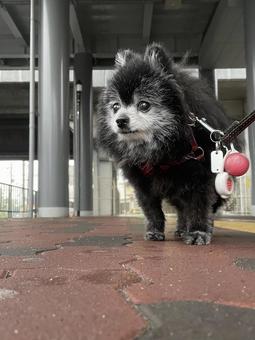 Under the elevated, JPG Under the elevated, JPG