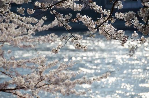 桜 花びら 花見 春 新生活 素材 背景 桜 花びら 花見 春 新生活 素材 背景の写真