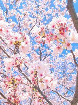 桜 桜の写真