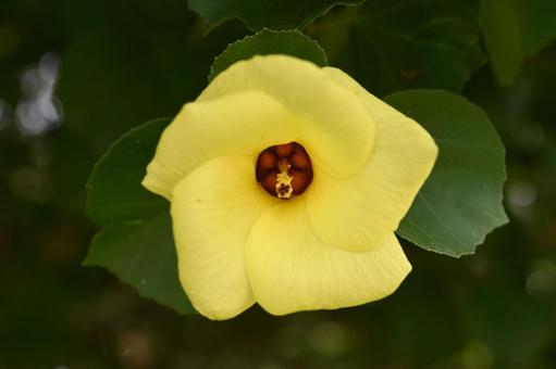 ハマボウの花を撮りましたの写真