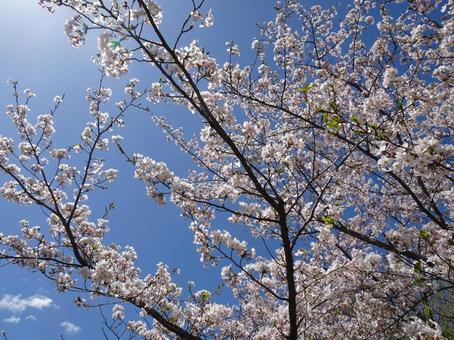 Photo, april, cherry blossoms, petal, 