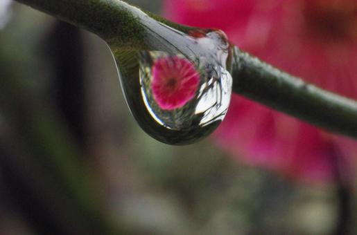 雨後の梅 雨後の梅の写真
