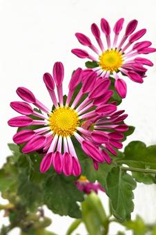 ピンポンマム菊 植物,花,花びらの写真素材