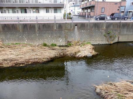 枯れ草が溜まった住宅地を流れる支流 枯れ草が溜まった住宅地を流れる支流 川,河川,水路の写真素材