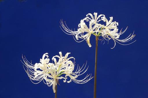 彼岸花 彼岸花の写真