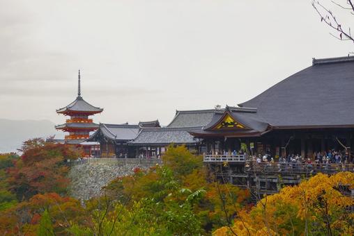 京都 鮮やかな紅葉に包まれた清水寺 京都,清水寺,清水の舞台の写真素材