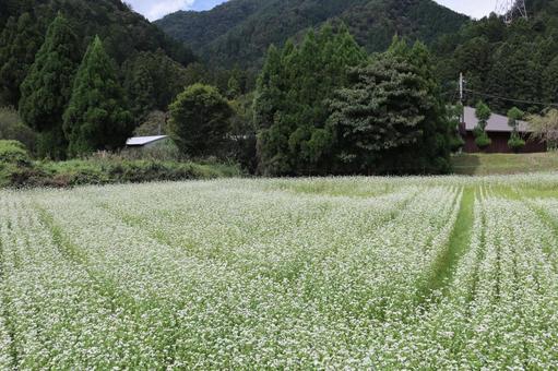 山村の緑の樹々と白いそばの花畑の風景 山村の緑の樹々と白いそばの花畑の風景 山村,緑,樹々の写真素材