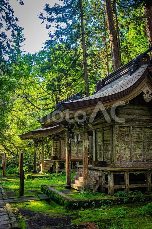 山形県　羽黒山五重塔 風景,草木,草の写真素材