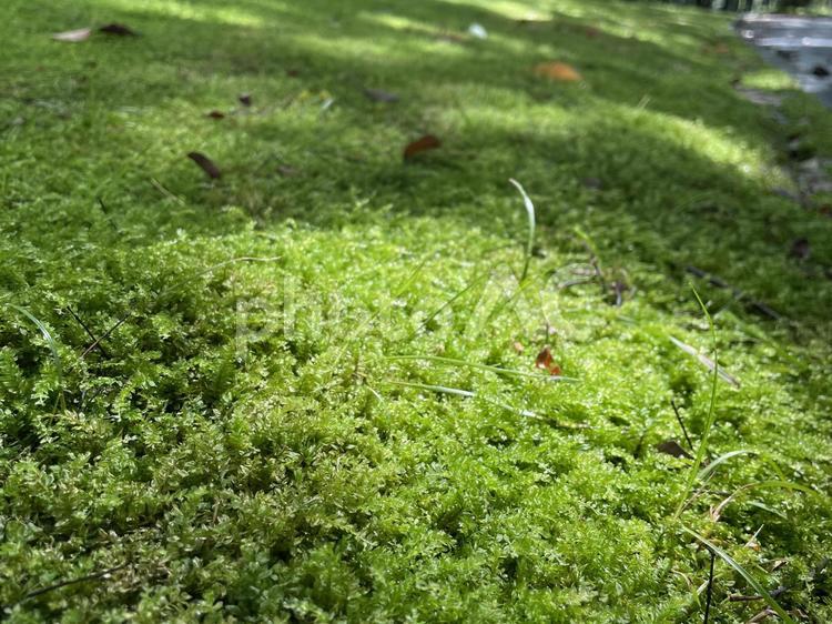 雨上がりの苔 苔,緑,自然の写真素材