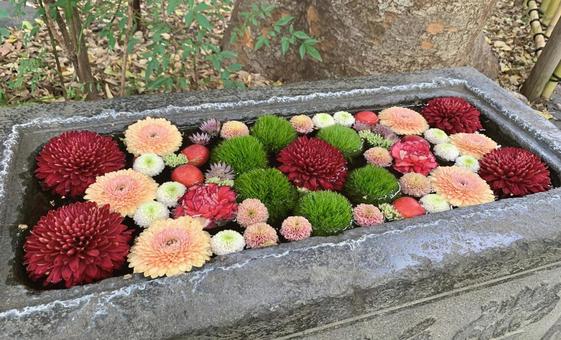 色鮮やかな花手水33 花手水,はなちょうず,手水舎の写真素材