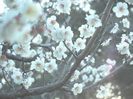 Plum blossoms herald the arrival of spring, JPG