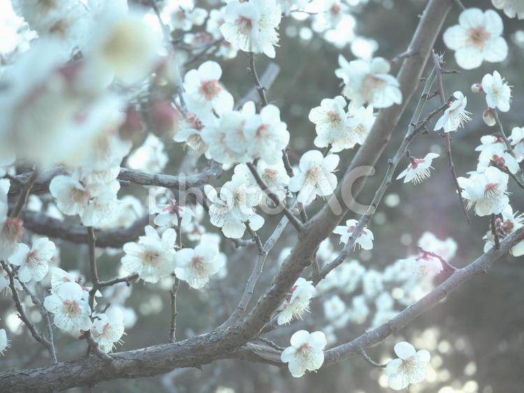 春の訪れを告げる梅の花 花,春,梅の写真素材