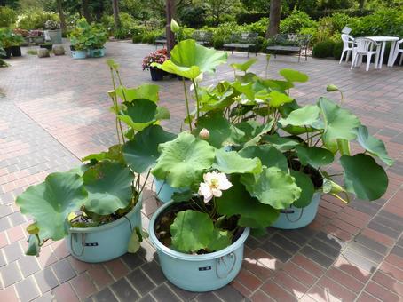 大船フラワーセンター内、鉢植えのハス ハス,鉢植え,育てるの写真素材