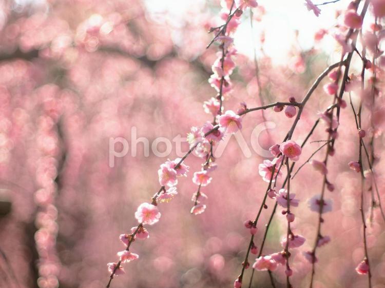 枝垂れ梅 枝垂れ梅,花,梅の写真素材