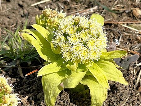 ふきのとう、一つ右向き ふきのとう,フキ,蕗の写真素材